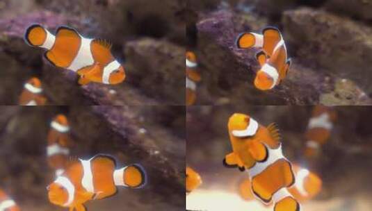 高清实拍水里的小丑鱼高清在线视频素材下载