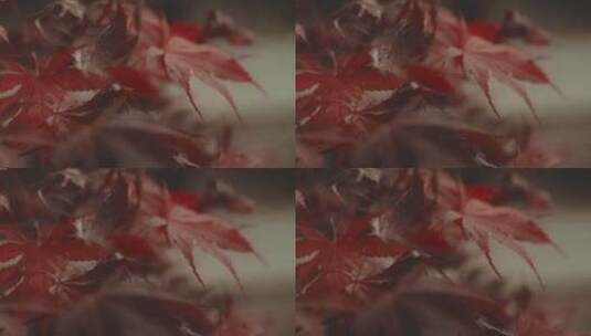 日本枫树的叶子高清在线视频素材下载