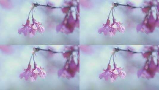 樱花花朵特写高清在线视频素材下载