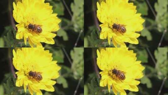 春天郴州南塔公园南门菊花蜜蜂1高清在线视频素材下载