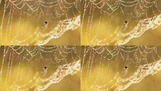 下雨天蜘蛛网上的蜘蛛高清在线视频素材下载