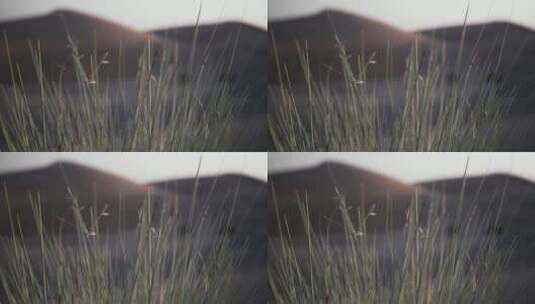 沙漠贫瘠的草高清在线视频素材下载
