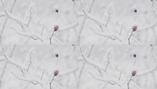 林地积满雪的树枝景观高清在线视频素材下载