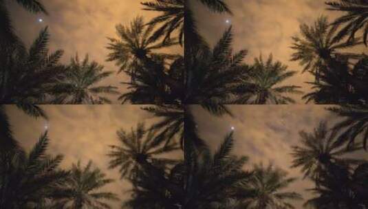 风吹椰树的星空高清在线视频素材下载