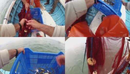渔民把捕捞的虾倒进筐里高清在线视频素材下载
