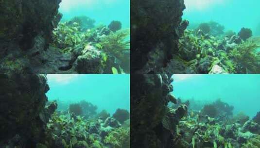 美丽的热带鱼在水下围绕珊瑚礁游泳高清在线视频素材下载
