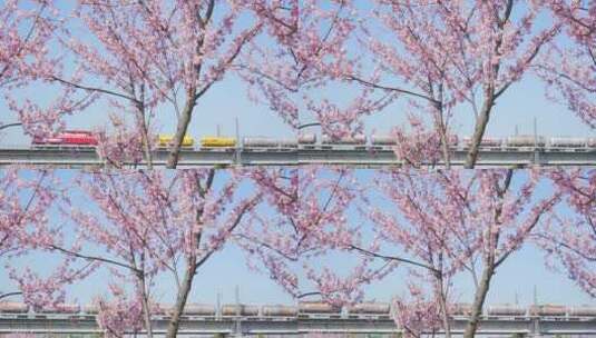 樱花中穿行的火车高清在线视频素材下载