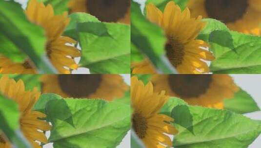 向日葵视频阳光下向日葵金色花瓣绿叶慢镜头高清在线视频素材下载