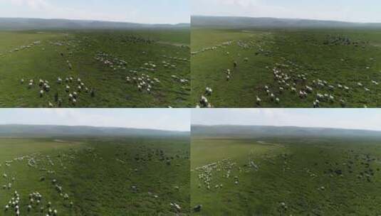 草原羊群高清在线视频素材下载
