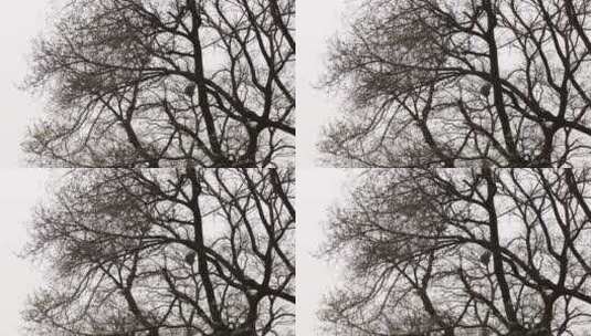 树影天空秋季冬季树枝高清在线视频素材下载