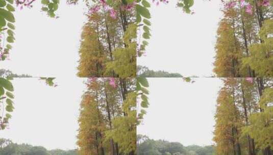 秋天的落羽杉高清在线视频素材下载