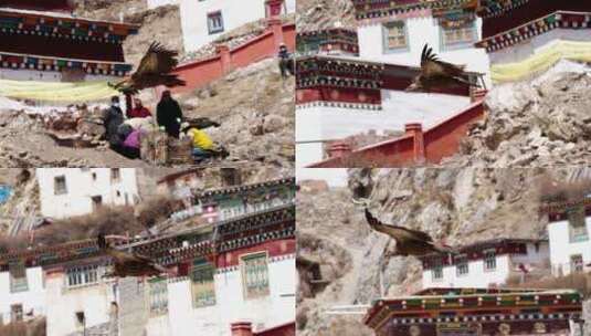 孜珠寺下的秃鹫高清在线视频素材下载