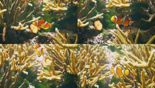 海底游动的小鱼高清在线视频素材下载