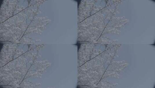 公园白色樱花调色日系风蓝天RAW素材高清在线视频素材下载