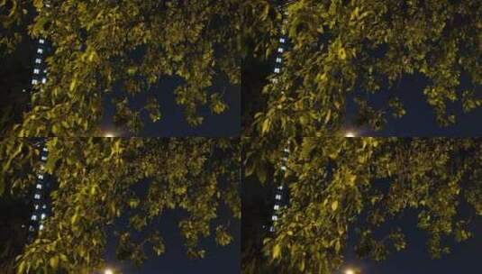 路灯下的树叶高清在线视频素材下载