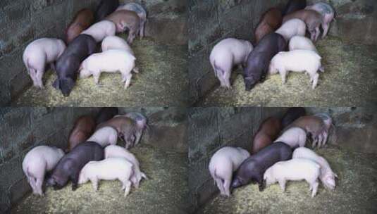 猪 小猪 母猪高清在线视频素材下载