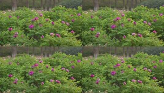河南洛阳4k牡丹盛开春天鲜花生机盎然植物高清在线视频素材下载