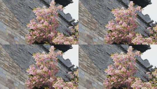 城墙下的樱花盛开春季春意盎然高清在线视频素材下载