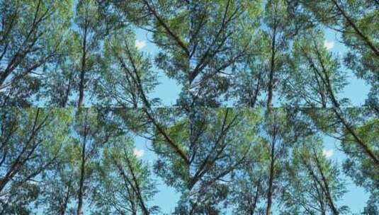 树林树木光影高清在线视频素材下载