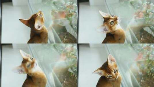 靠窗的小猫高清在线视频素材下载