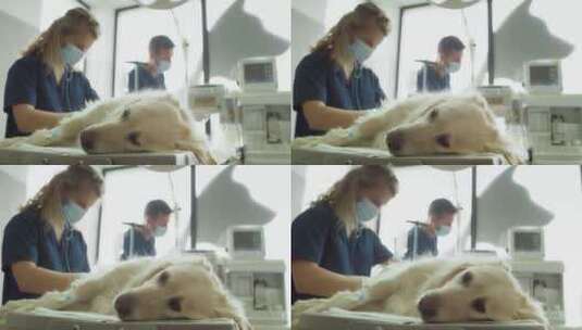 躺在手术台上的金毛猎犬高清在线视频素材下载