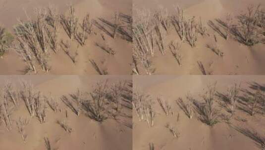 沙漠枯萎白杨树林高清在线视频素材下载