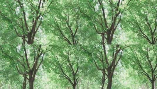 公园绿树树叶环境开场4K高清在线视频素材下载