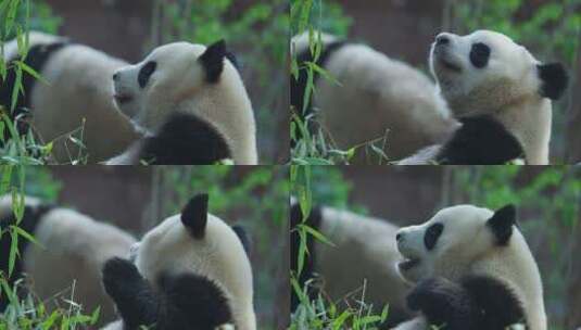 大熊猫在四川成都熊猫基地吃竹子高清在线视频素材下载