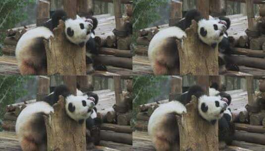 可爱大熊猫宝宝和熊猫妈妈玩耍高清在线视频素材下载