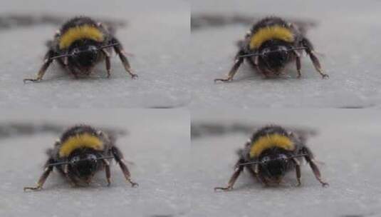 白尾大黄蜂的特写宏高清在线视频素材下载