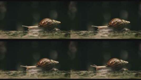 缓慢爬动的蜗牛高清在线视频素材下载