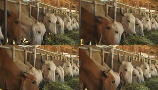 牛正在吃草高清在线视频素材下载