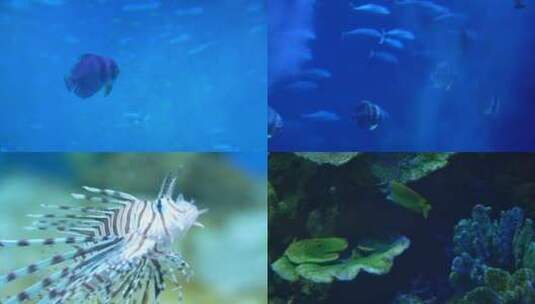 海底世界水族馆鱼类鱼群海洋生态高清在线视频素材下载
