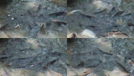 一群在公共池塘里喂食食物的鱼高清在线视频素材下载