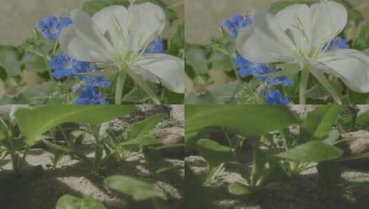 花朵植物最美瞬间高清在线视频素材下载