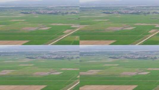 绿油油杂交水稻农业种植农田竖屏高清在线视频素材下载