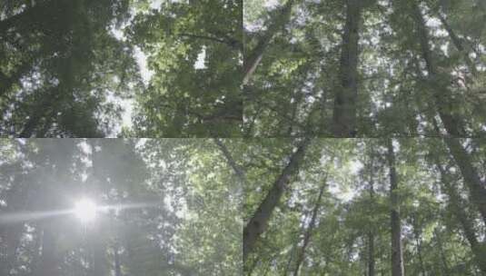 青岛街道林荫树木逆光空镜高清在线视频素材下载