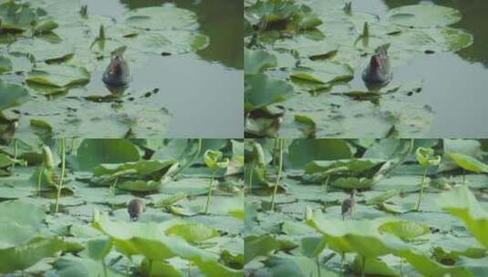 野鸭野鸡原生态生态环境池塘荷塘高清在线视频素材下载