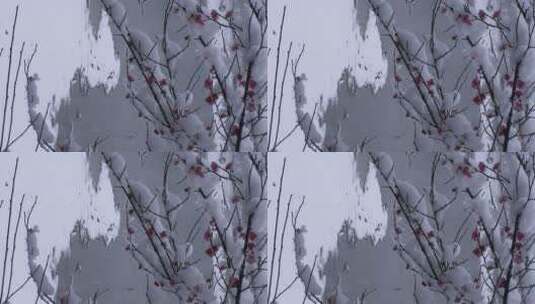 江南园林雪景高清在线视频素材下载