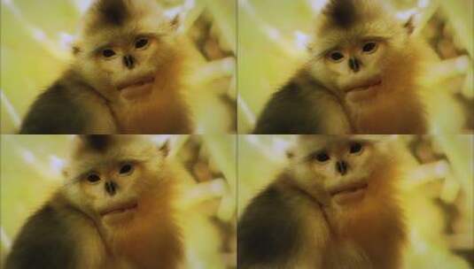 滇金丝猴幼崽吃奶高清在线视频素材下载