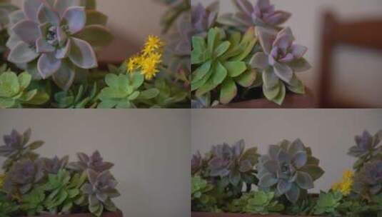 多汁植物的不同镜头高清在线视频素材下载