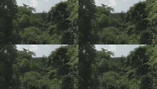 4k未调色log原始文件西双版纳热带雨林航拍高清在线视频素材下载