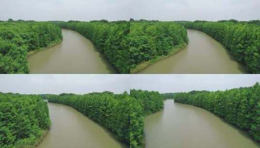 上海奉贤海湾国家森林公园高清在线视频素材下载