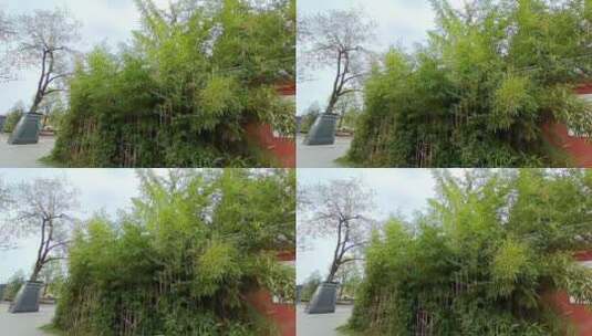 绿色树木高清在线视频素材下载