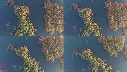 宁波四明湖水杉林风光俯瞰航拍高清在线视频素材下载