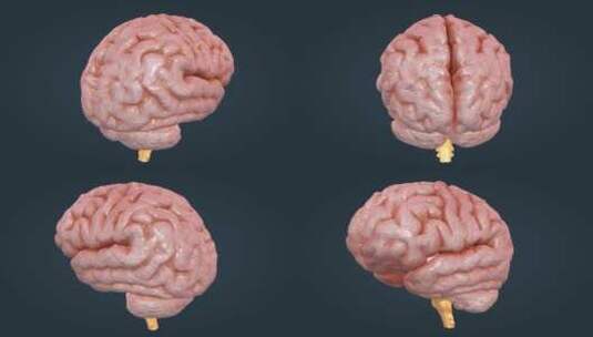 医学人体器官大小脑神经系统脑室三维动画高清在线视频素材下载