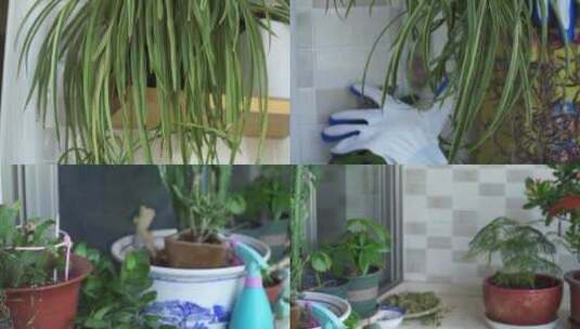 家庭绿植阳台养花植物高清在线视频素材下载
