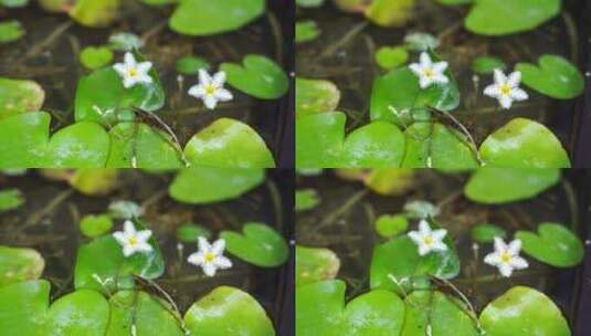 金银莲花水生草本水草类植物高清在线视频素材下载