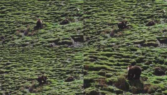 西藏那曲山坡上掏土坑的棕熊高清在线视频素材下载