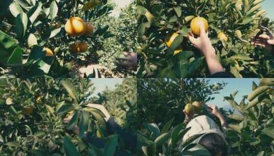 果园丰收哀牢山冰糖橙采摘，视频素材高清在线视频素材下载